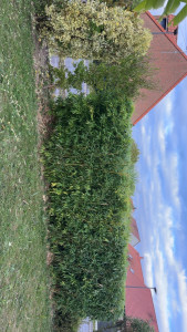 Photo de galerie - Taille haie de bambou 