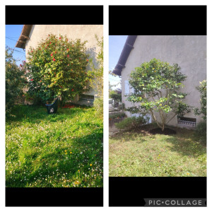 Photo de galerie - Taille d'un camélia en transparence 