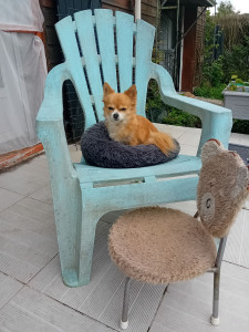 Photo de galerie - Jolie petite chihuahua bien installée à la maison. 