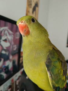 Photo de galerie - Mon oiseau Pocco