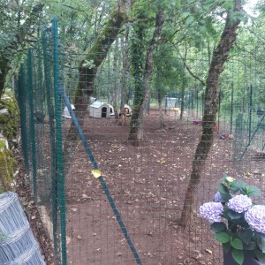 Photo de galerie - Garde chien