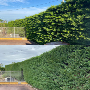 Photo de galerie - Taille de Haie