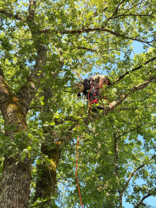 Photo de galerie - Élagage et abattage d’un arbre dangereux