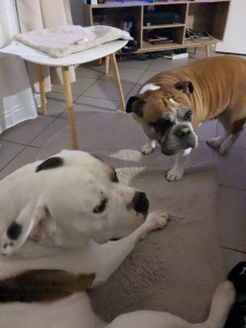 Photo de galerie - Garde chien