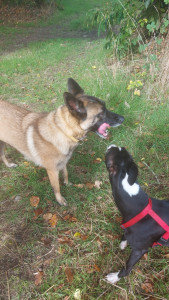 Photo de galerie - Nouvelle garde de jolie pepette et un copain Lévrier. 

