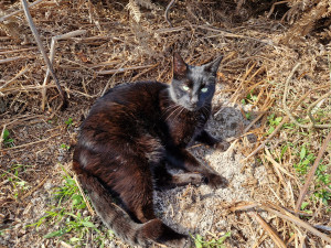 Photo de galerie - Garde chat
