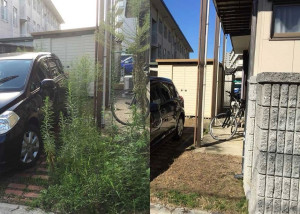 Photo de galerie - Petit chantier de désherbage au pulvérisateur 