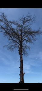Photo de galerie - Elagage dans le but d’abattre ce cèdre mort et dangereux