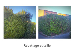 Photo de galerie - Rabattage  1 mètre et taille 