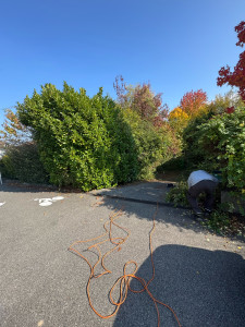 Photo de galerie - Coupe d’une haie 