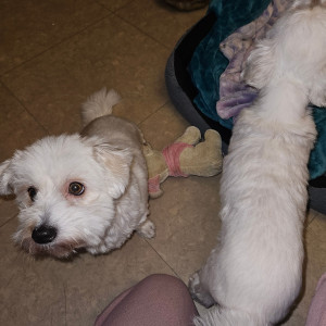 Photo de galerie - Rune et Roméo des bichons trop gentils 