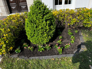 Photo de galerie - Plantation de bégonia 