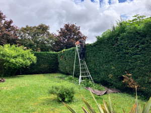 Photo de galerie - Taille de haie à Lescar 