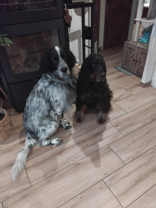 Photo de galerie - Les loulous en garde à la maison