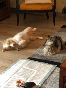 Photo de galerie - Jeu avec les nonos