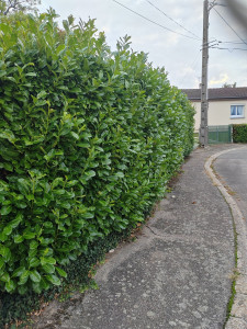 Photo de galerie - Taille de haies et d'arbustes
