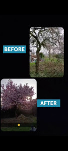 Photo de galerie - Elagage et coupe d'arbres
