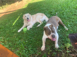 Photo de galerie - Les deux loulou ?