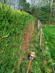 Photo de galerie - Taille des thuyas