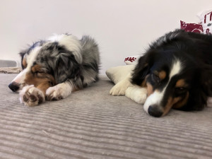 Photo de galerie - Mes chiennes