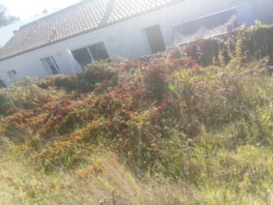 Photo de galerie - Tonte de pelouse - Débroussaillage