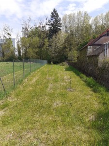 Photo de galerie - Tonte de pelouse - Débroussaillage