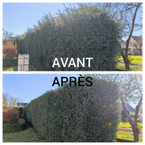 Photo de galerie - Taille d'une haie d'ifs