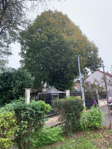 Photo de galerie - Tout type d’arbre 