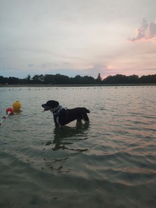 Photo de galerie - Mon chien qui se baigne dans le lac 