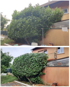 Photo de galerie - Avant / Après élagage et taille lauriers de 4m