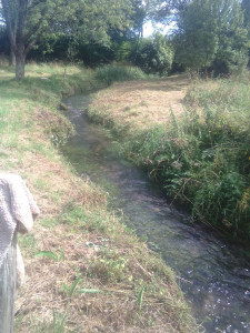Photo de galerie - Tonte et débroussaillage d un très
  belle endroit 
