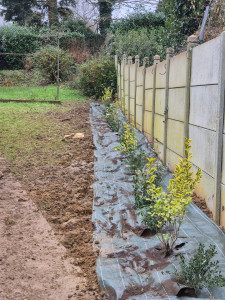 Photo de galerie - Creation de haies en cours 