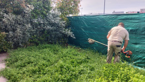 Photo de galerie - Débroussaillage et taillage de haie avec évacuation photos avant et après