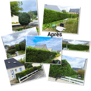 Photo de galerie - Taille raisonnée d'arbustes et haies.