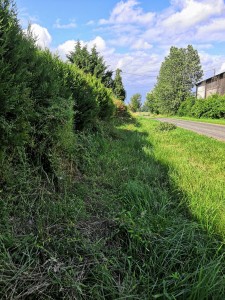 Photo de galerie - Tonte de pelouse - Débroussaillage