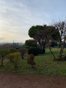 Photo de galerie - Tailles des végétaux, conseils pour l’entretien