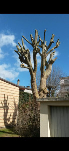 Photo de galerie - Élagage et enlèvement déchet vert