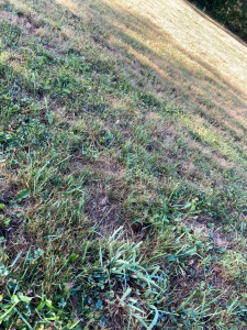 Photo de galerie - Tonte pelouse