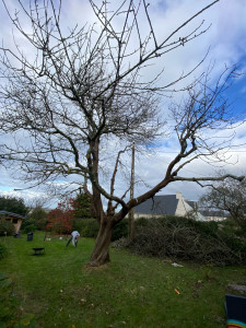 Photo de galerie - Cerisier allegé et suppression de tout ce qui est mort