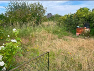Photo de galerie - Débroussaillage ( photo avant intervention )