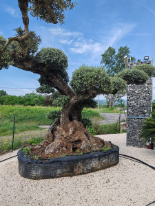 Photo de galerie - Création de jardin