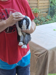 Photo de galerie - Garde animaux