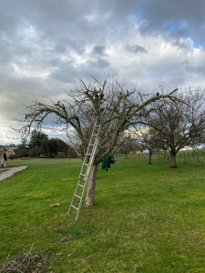 Photo de galerie - Taille d’un pommier