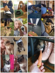 Photo de galerie - Garde animaux