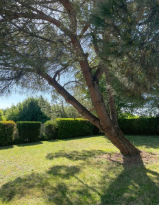 Photo de galerie - élagage pin parasol après 