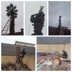 Photo de galerie - Abattage d'un palmier de 10m 