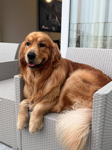 Photo de galerie - Garde animaux