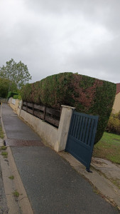 Photo de galerie - Fin de chantier de la taille de haies de tyuha 