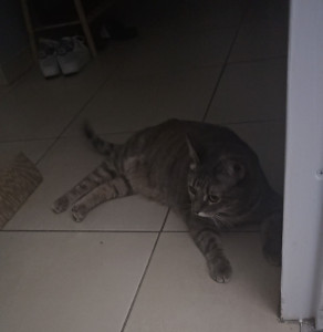 Photo de galerie - Garde chat