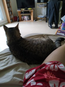 Photo de galerie - Chat que j'ai gardé et accueilli chez moi. J'adore les chats depuis toute petite... Je peux pas vivre sans chat... Je peux donc garder vos petits chats chatons chats séniors... Je les aime tous!! 